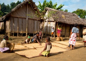 Drying rice in the streets of Antenina.