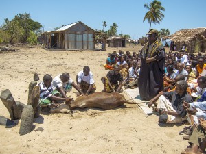 The small cow being offered as the main sacrifice during the ceremony in our village.