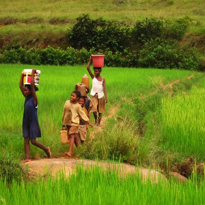 Madagascar March-April 2010: kids hauling water across a rice field