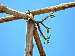 A “bouquet” tied to the main roof beam of a new house being built, to prevent curses from the ancestors regarding the new home.