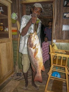 The king doesn’t just come over looking for good food from us; he also shares his fish with us when he has a nice catch. This was a surprisingly large one he caught right off the beach one night!