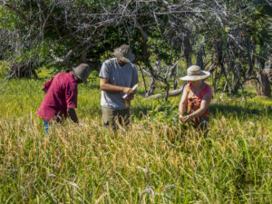 Our team members, the Jobes, learning to harvest rice with the king of Nosy Mitsio.