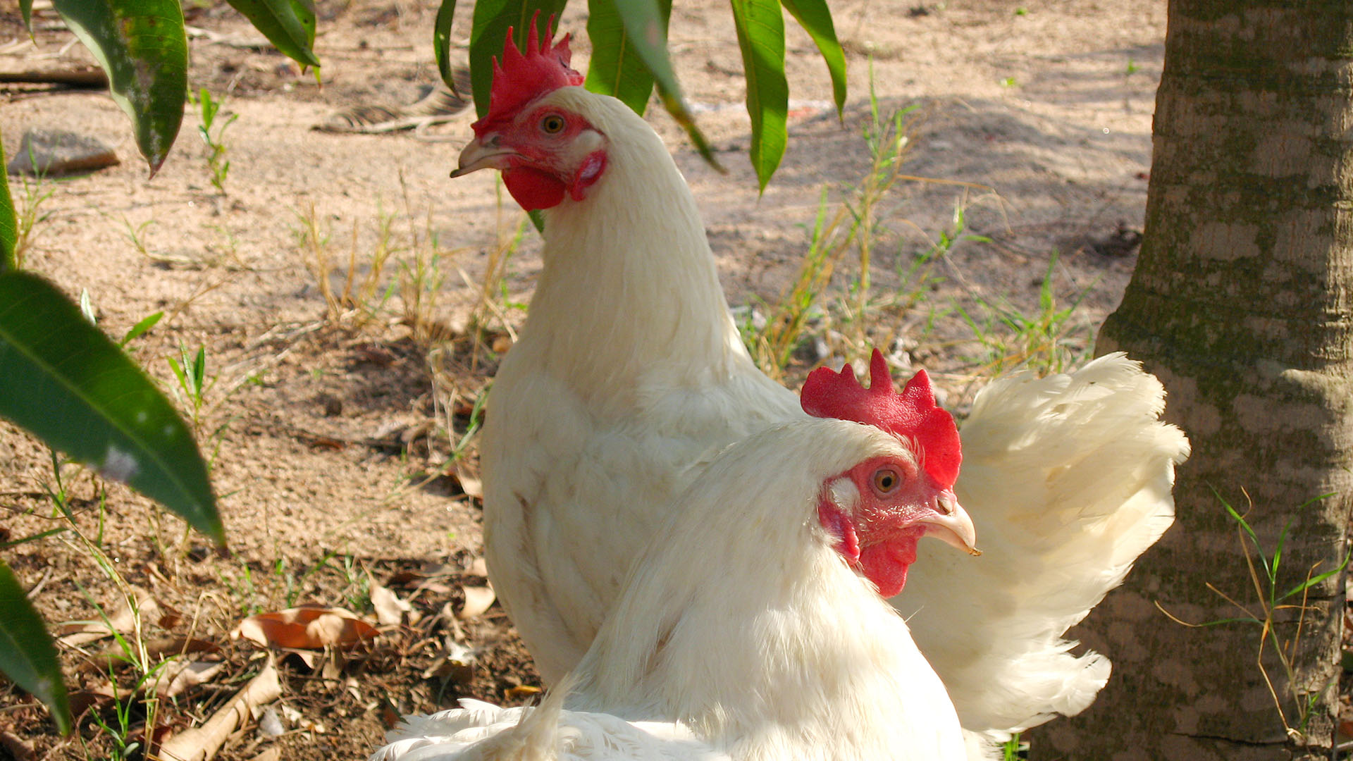 If a Man Steals Your Chicken Madagascar Missions