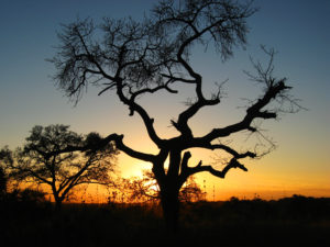 A marula tree at sunset