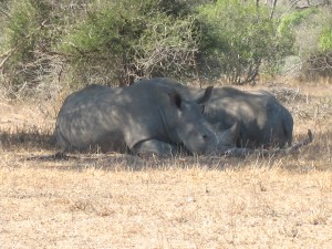 Rhinos in the shade on a hot day