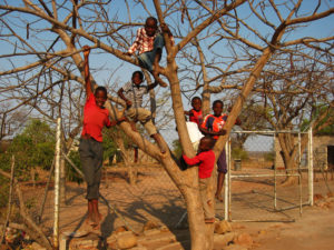 Kids in the tree in front of our house