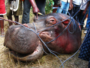 hippo head detached from the body