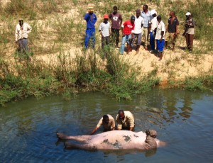 men trying to get a hippo out of the river after it had been shot