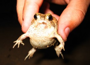 marshmallow frogs come out after the rains arrive and wobble instead of hop