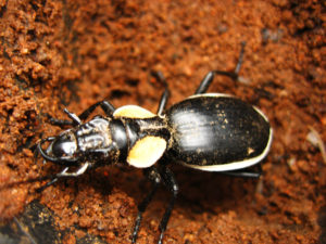 yellow spotted beetle