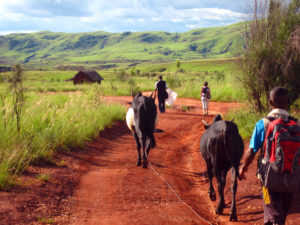 The road out to the village of Andimaka... a very beautiful part of the country!