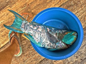 A parrotfish descaled and ready for grilling. A pretty fish and a meaty fish - great for eating!