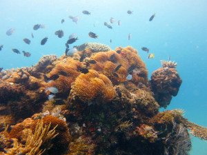 Some of the amazing variety of life just under the surface of the water around Nosy Mitsio.