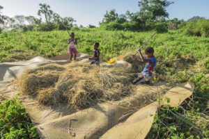 Some kids from our village threshing the recently harvested rice.