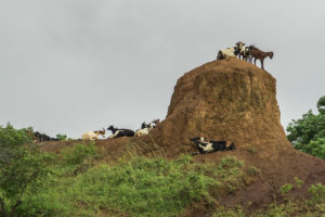 The goats on Nosy Mitsio mostly roam wild. During rice season they find high places to camp out and wait for people to leave their fields, giving the goats the opportunity to raid them.