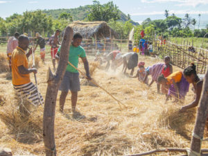 Many people from different villages on Nosy Mitsio working together to reap the harvest, each with their own part of the job to do.