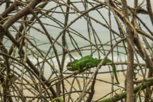 A thick tangle of common thornbushes that grow throughout Nosy Mitsio. Even this agile chameleon found it difficult to pick his way through it.