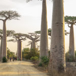 The Avenue of Baobabs in Madagascar at sunset